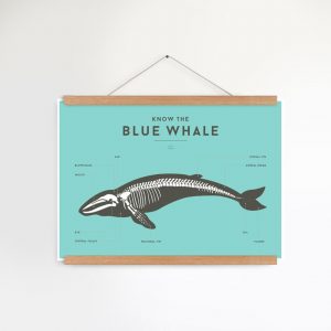 We Are Squared Blue Whale Poster 50x70cm